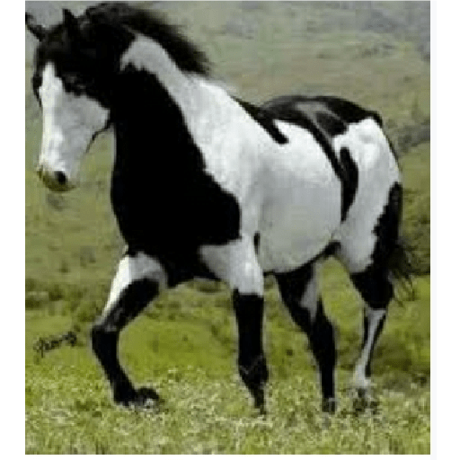 Caballos 12
