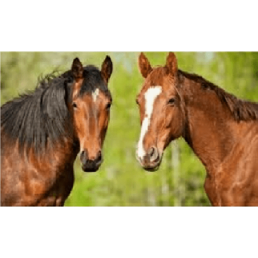 Caballos 16