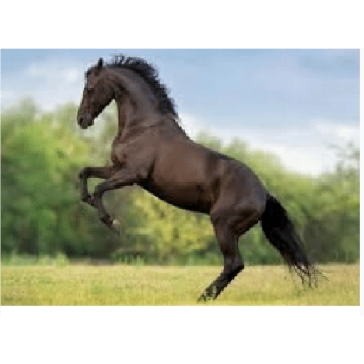 Caballos 26