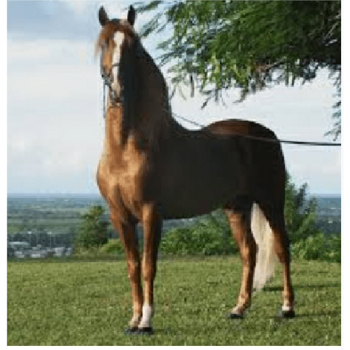 Caballos 21