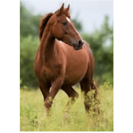 Caballos 4