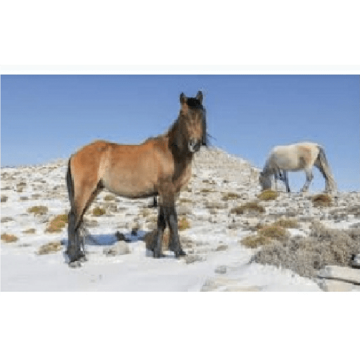 Caballos 20