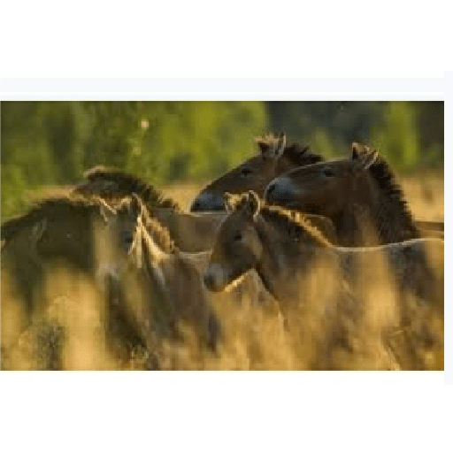 Caballos 3