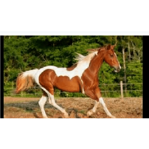 Caballos 25