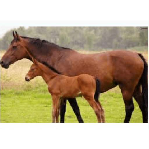 Caballos 6