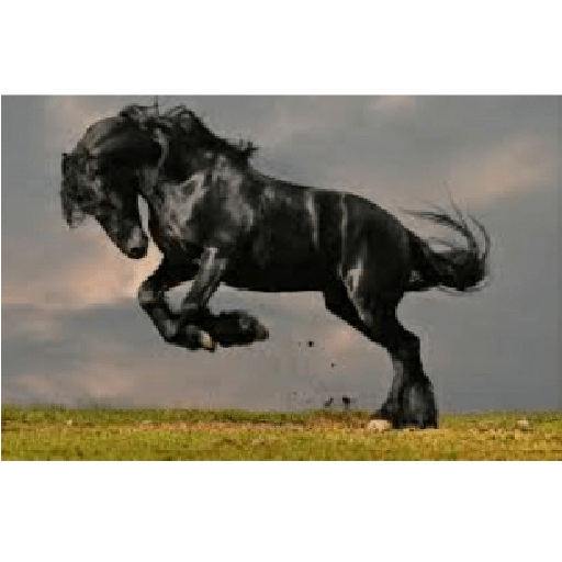 Caballos 24