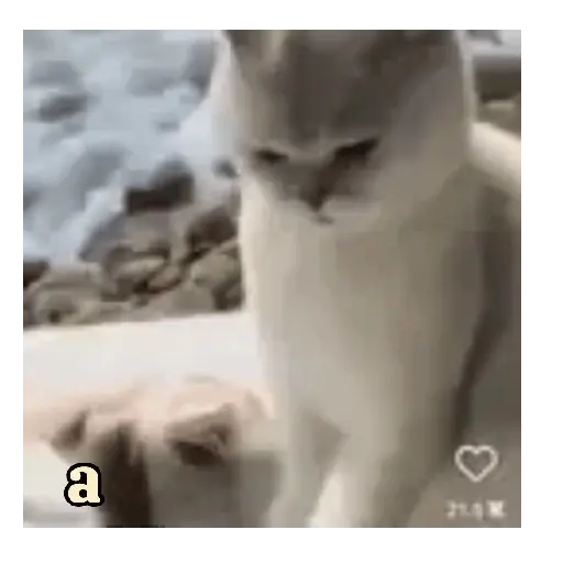 Gato amor 💕❤️ 3