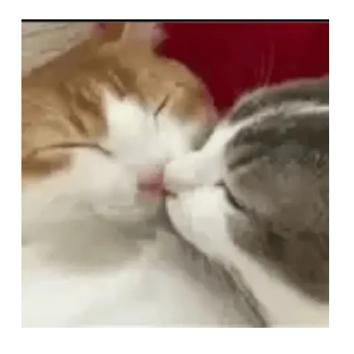 Gato amor 💕❤️ 2