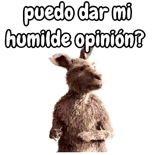 Canguro pal chat 🦘📩💬