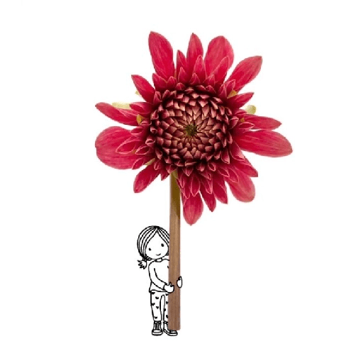 Amor em flores 7