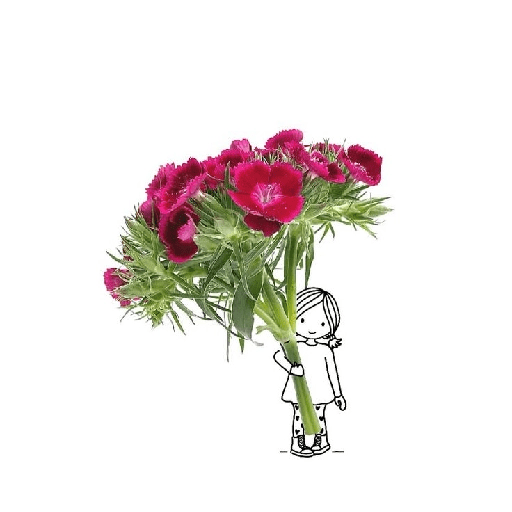 Amor em flores 12