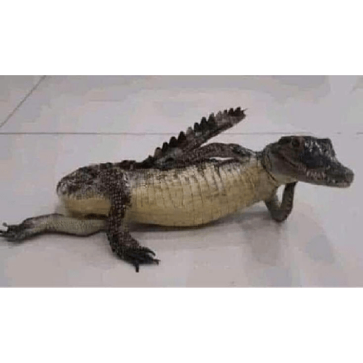 Engraçados😁 26