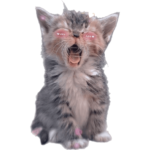 Gatinhos 14