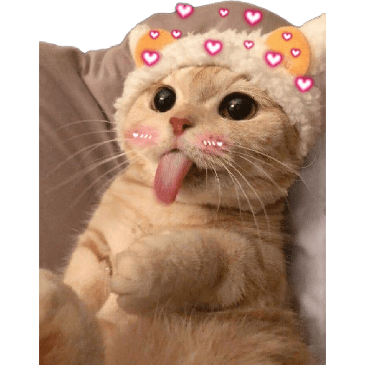 Gatinhos 13