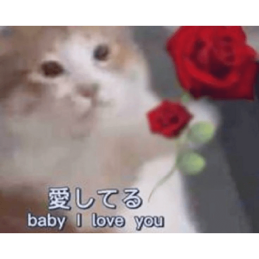 Gatinhos 12