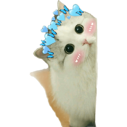 Gatinhos 11