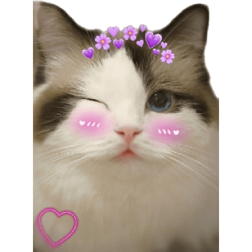 Gatinhos 10