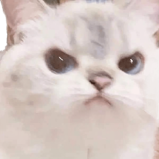 Gatinhos 7