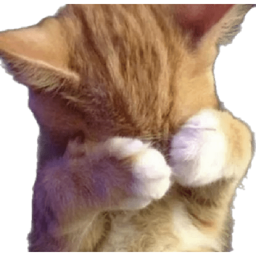 Gatinhos 6