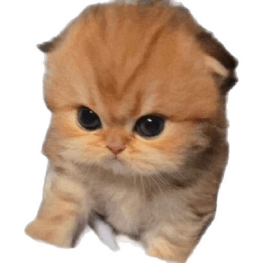 Gatinhos 5