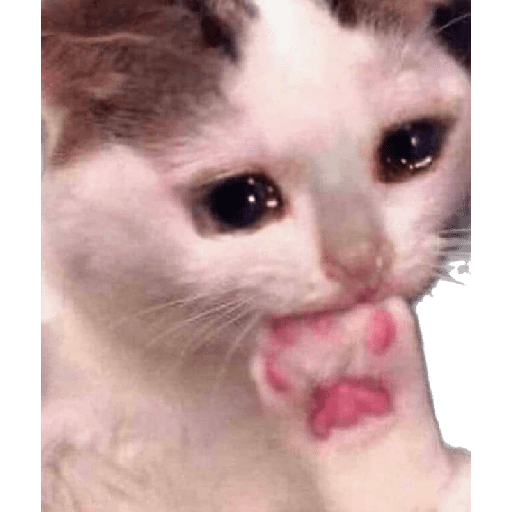 Gatinhos 4