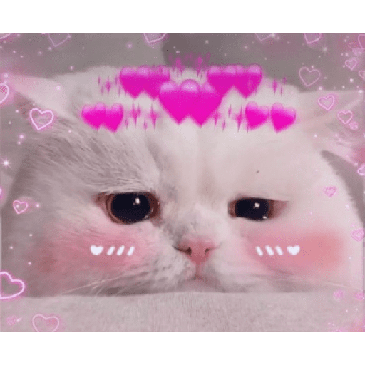 Gatinhos 3