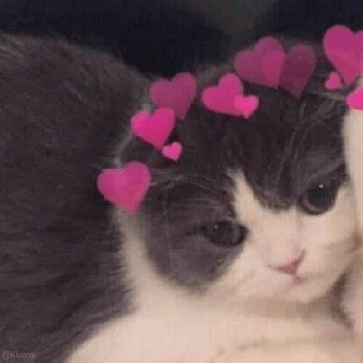 Gatinhos 2