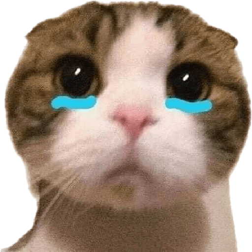 Gatinhos 1