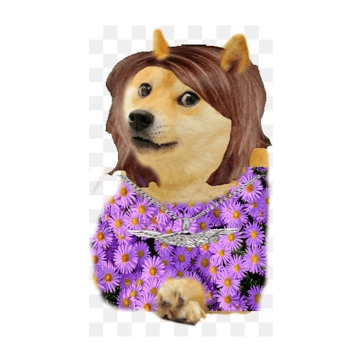 Dog Feliz ) 11