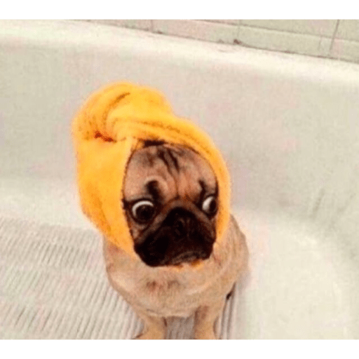Perros graciosos 😎👌🏻 6