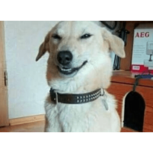 Perros graciosos 😎👌🏻 4