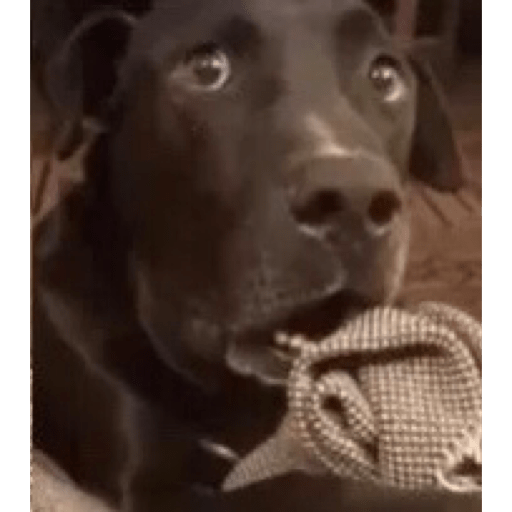 Perros graciosos 😎👌🏻 9