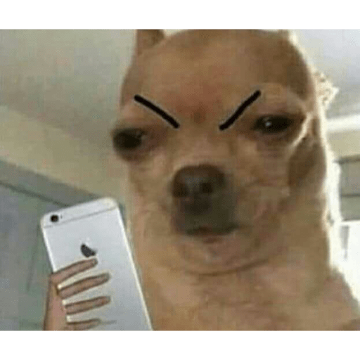 Perros graciosos 😎👌🏻 14
