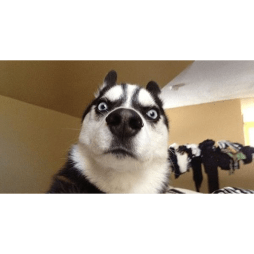 Perros graciosos 😎👌🏻 1