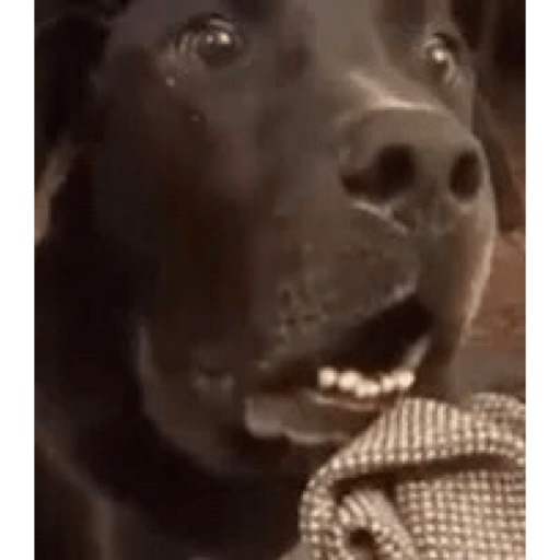 Perros graciosos 😎👌🏻 10
