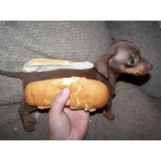 Perros graciosos 😎👌🏻 18