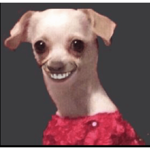 Perros graciosos 😎👌🏻 27