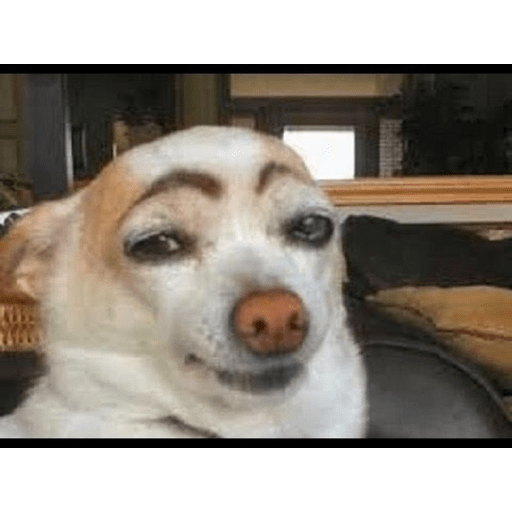 Perros graciosos 😎👌🏻 16