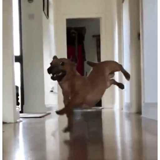 Perros graciosos 😎👌🏻 25