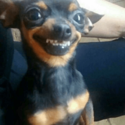 Perros graciosos 😎👌🏻 28