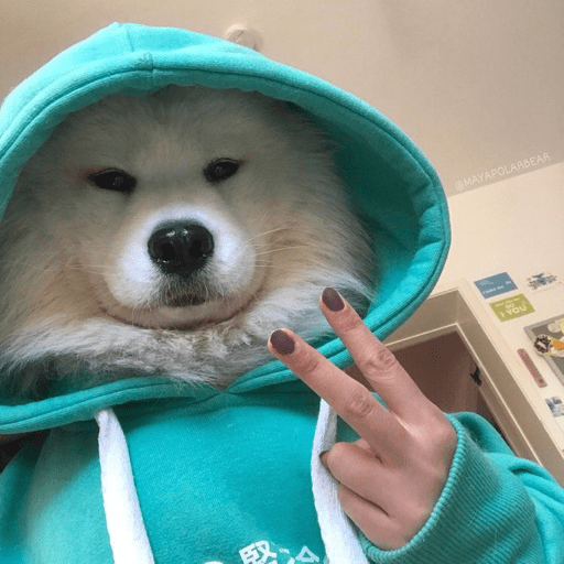 Perros graciosos 😎👌🏻 29