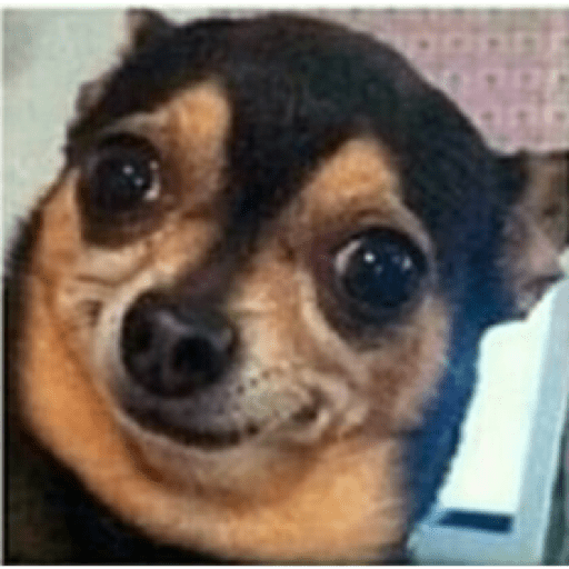 Perros graciosos 😎👌🏻 3