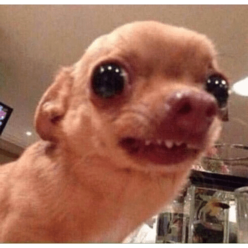 Perros graciosos 😎👌🏻 22