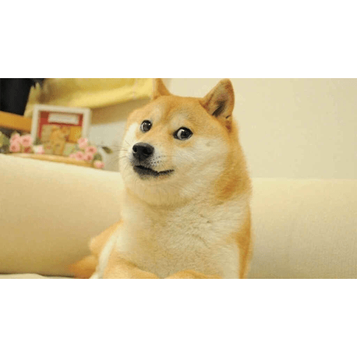 Perros graciosos 😎👌🏻 11