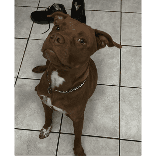 Mamacos dexter 17
