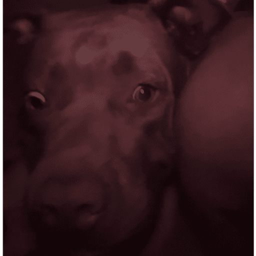 Mamacos dexter 5