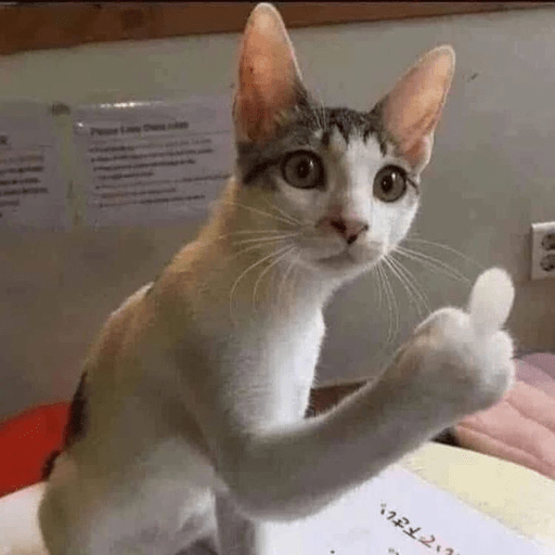 Gatitos 24