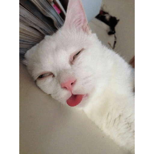 Gatitos 12