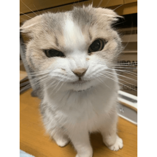 Gatitos 20