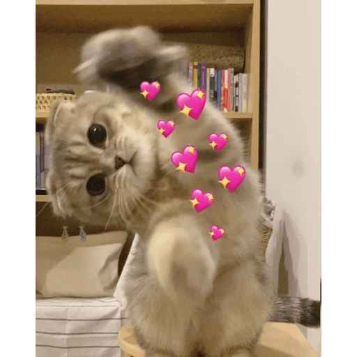 Gatitos 18